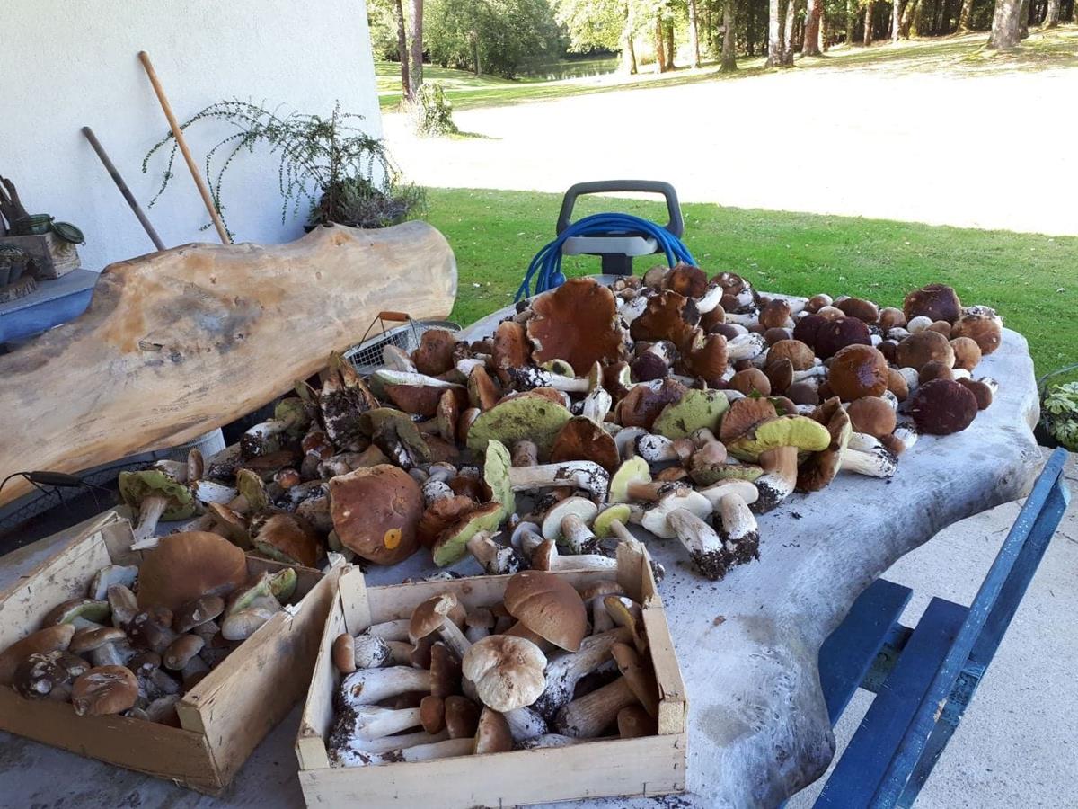 Initiation à la recherche des champignons Cêpes Girolles