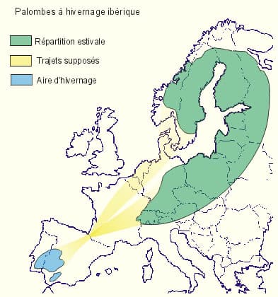 Carte du trajet des palombes à hivernage ibérique