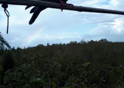 Palombe vue de la palombière du Grand Roc