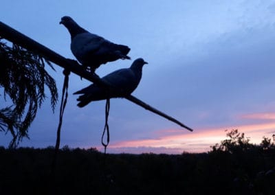 Palombes au coucher de soleil Séjour chasse