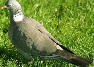 Séjour chasse à la Palombe avec Palombière gratuite