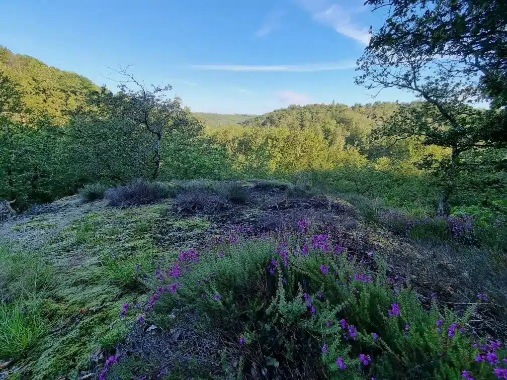 Collines boisées et bruyère en fleurs du Périgord vert